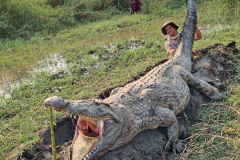Crocodile hunting in Mozambique.