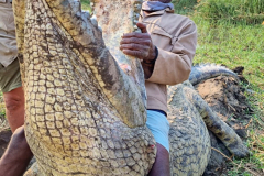 Crocodile hunting in Mozambique.
