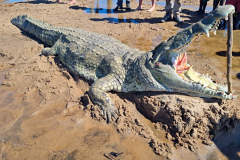 Crocodile hunting in Mozambique.