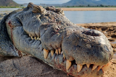Crocodile hunting in Mozambique.