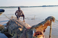 Crocodile hunting in Mozambique.