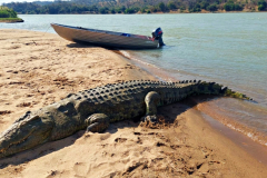 Crocodile hunting in Mozambique.