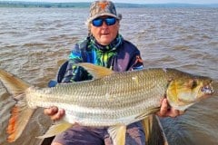 Goliath tiger fishing Congo