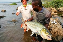 Goliath tiger fishing Congo