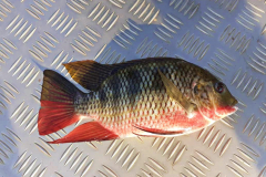 Mixed-species-Zambezi-River-3