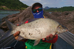 Mixed-species-Zambezi-River-4