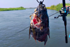 Mixed-species-Zambezi-River-6