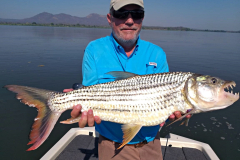 Tiger-fish-zambezi-river-1