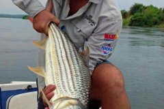 Tiger-fish-zambezi-river-2