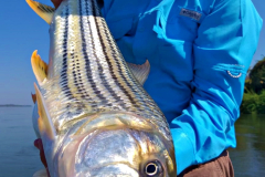 Tiger-fish-zambezi-river-4