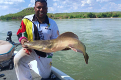 Vundu-mixed-species-fish-Zambezi-River-2