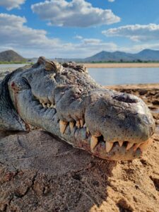 Crocodile hunting in Mozambique