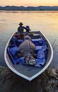 Crocodile hunting in Mozambique