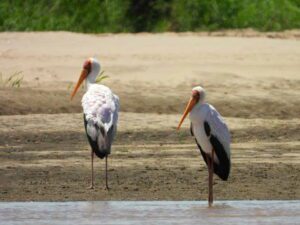 Yellow-billed stork