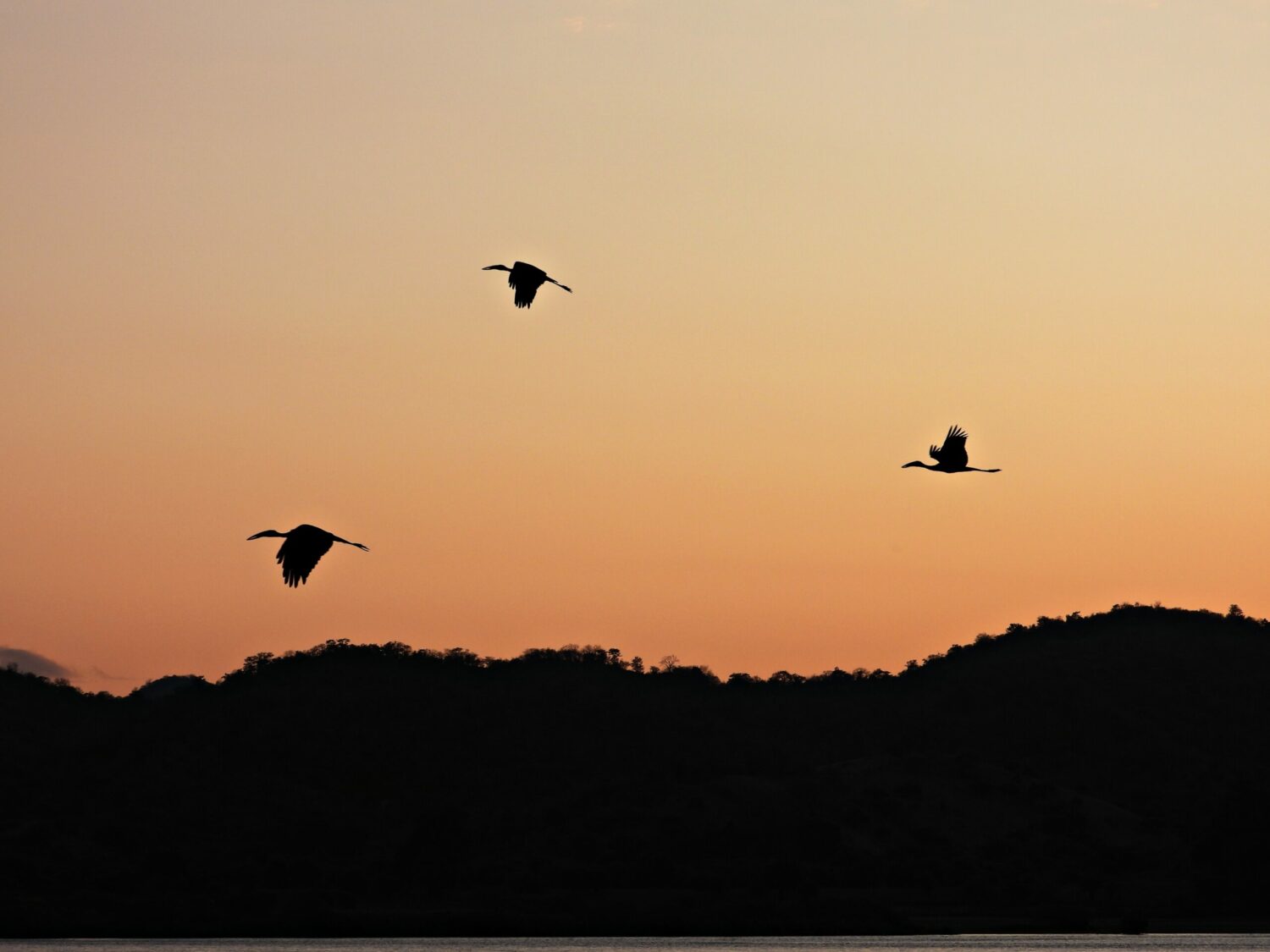 Cranes in flight at sunset Zambezi river