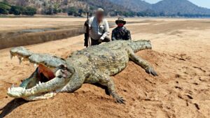 Crocodile hunting in Mozambique Boroma fishing camp
